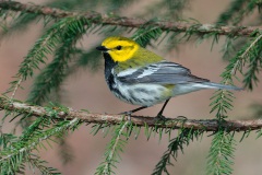 Black-throated Green Warbler