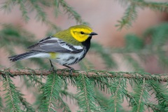 Black-throated Green Warbler