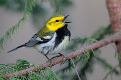 Black-throated Green Warbler