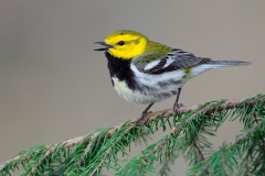 Black-throated Green Warbler