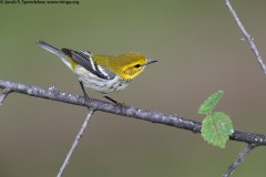 Black-throated Green Warbler