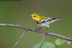 Black-throated Green Warbler