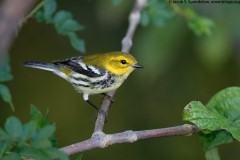 Black-throated Green Warbler