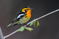 Blackburnian Warbler