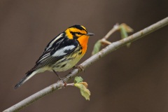 Blackburnian Warbler