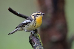 Blackburnian Warbler