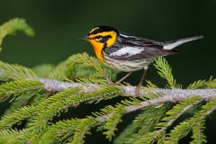 Blackburnian Warbler