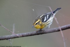 Blackburnian Warbler