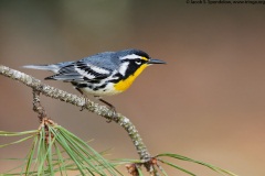 Yellow-throated Warbler