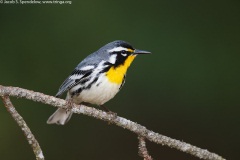 Yellow-throated Warbler