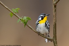 Yellow-throated Warbler