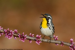 Yellow-throated Warbler