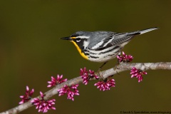 Yellow-throated Warbler