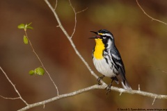 Yellow-throated Warbler