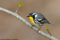 Yellow-throated Warbler