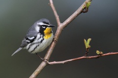 Yellow-throated Warbler