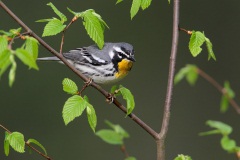 Yellow-throated Warbler