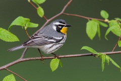 Yellow-throated Warbler