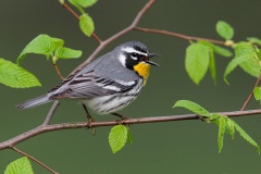 Yellow-throated Warbler