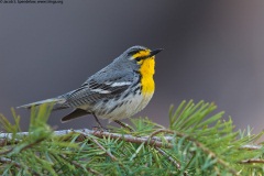 Grace's Warbler