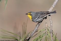 Grace's Warbler