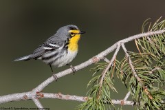 Grace's Warbler