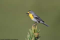 Grace's Warbler