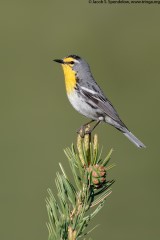 Grace's Warbler