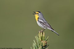 Grace's Warbler