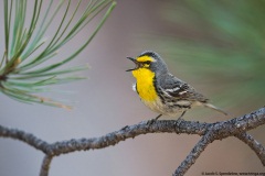 Grace's Warbler