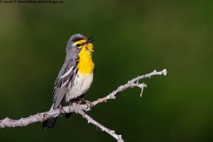 Grace's Warbler