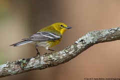 Pine Warbler