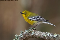 Pine Warbler