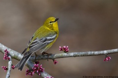 Pine Warbler