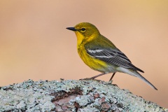 Pine Warbler