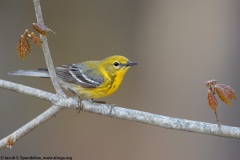 Pine Warbler