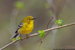 Pine Warbler