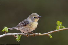 Pine Warbler