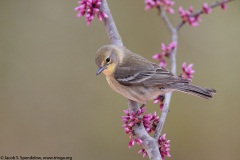 Pine Warbler