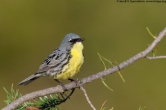 Kirtland's Warbler