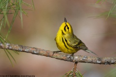 Prairie Warbler