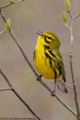 Prairie Warbler