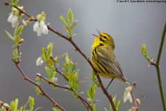 Prairie Warbler