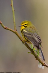 Prairie Warbler