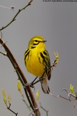 Prairie Warbler