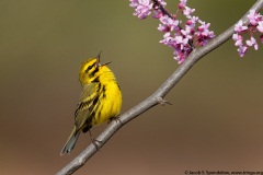 Prairie Warbler