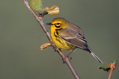 Prairie Warbler