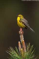 Prairie Warbler