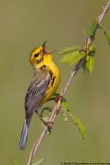 Prairie Warbler