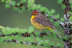 Palm Warbler